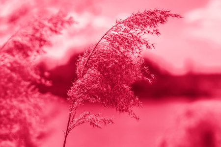 Pampas grass on the lake, reeds, cane seeds. The reeds on the lake sway in the wind against the blue sky and water. Abstract natural background. Beautiful pattern with bright colors.Viva Magenta Background colorの写真素材