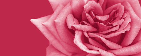 A banner with a spring concept. Yellow-orange roses. A postcard for a woman.Viva Magenta Background colorの写真素材