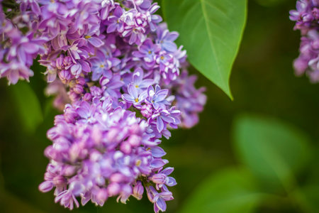 Beautiful and fragrant lilac in the garden. Close-up with a copy of the space, using the natural landscape as the background. natural wallpaper. selective focus. Springの写真素材