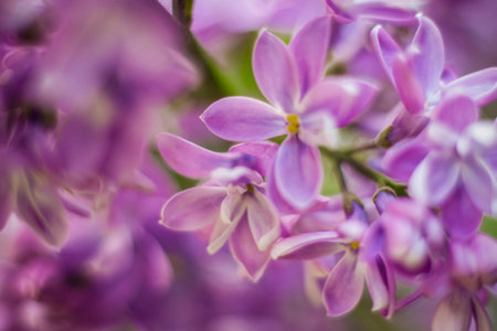 Beautiful and fragrant lilac in the garden. A close-up with a copy of the space, shot on a macro...
