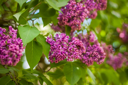 Beautiful and fragrant lilac in the garden. Close-up with a copy of the space, using the natural landscape as the background. natural wallpaper. selective focus. Springの写真素材