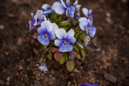 Details of beautiful natural colors with a blurred background. Bright flowers of pansies. Space for copying. selective focus.の写真素材