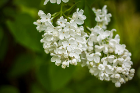 Beautiful and fragrant lilac in the garden. Close-up with a copy of the space, using the natural landscape as the background. natural wallpaper. selective focus. Springの写真素材