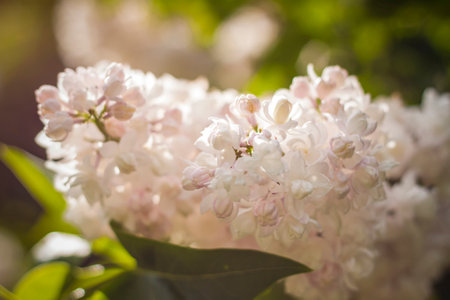 Beautiful and fragrant lilac in the garden. Close-up with a copy of the space, using the natural landscape as the background. natural wallpaper. selective focus. Springの写真素材