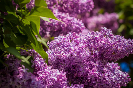 Beautiful and fragrant lilac in the garden. Close-up with a copy of the space, using the natural...