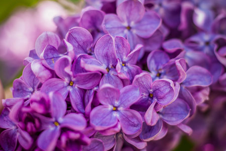 Beautiful and fragrant lilac in the garden. A close-up with a copy of the space, shot on a macro with a background blur for the wallpaper as the background. natural wallpaper. selective focus. Springの写真素材