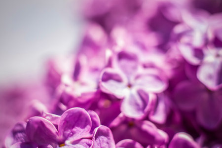 Beautiful and fragrant lilac in the garden. A close-up with a copy of the space, shot on a macro with a background blur for the wallpaper as the background. natural wallpaper. selective focus. Springの写真素材