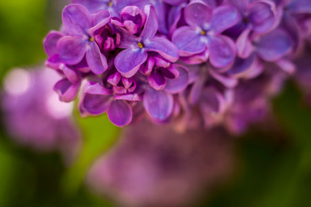 Beautiful and fragrant lilac in the garden. A close-up with a copy of the space, shot on a macro with a background blur for the wallpaper as the background. natural wallpaper. selective focus. Springの写真素材