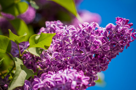 Beautiful and fragrant lilac in the garden. Close-up with a copy of the space, using the natural landscape as the background. natural wallpaper. selective focus. Springの写真素材