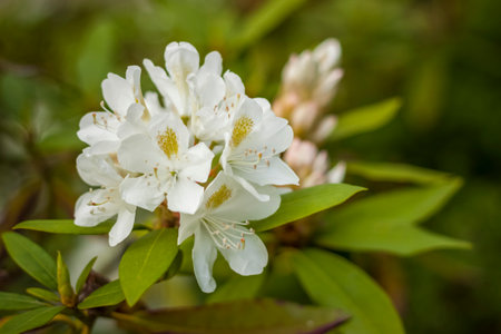 A shrub with white rhododendron flowers. Close-up with a copy of the space, using the natural landscape as the background. natural wallpaper. selective focus. Springの写真素材