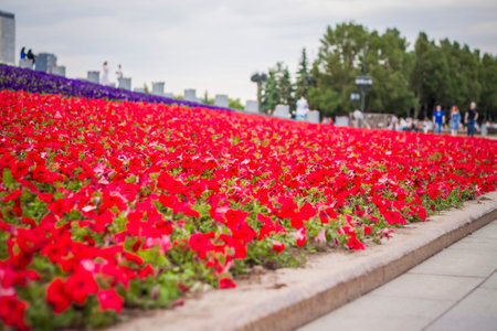 Bright petunia flowers spread out like a carpet. Close-up with a copy of the space, using the...