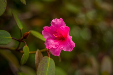 A shrub with pink rhododendron flowers. Close-up with a copy of the space, using the natural landscape as the background. natural wallpaper. selective focus. Springの写真素材
