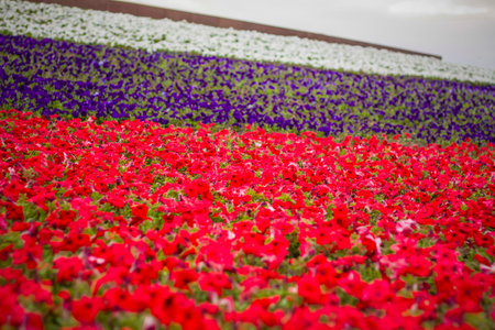 Bright petunia flowers spread out like a carpet. Close-up with a copy of the space, using the natural landscape as the background. natural wallpaper. selective focus. Summer.の写真素材