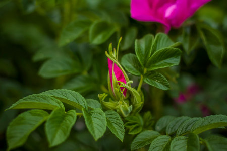 A shrub with pink rose flowers. Close-up with a copy of the space, using the natural landscape as the background. natural wallpaper. selective focus. Summerの写真素材