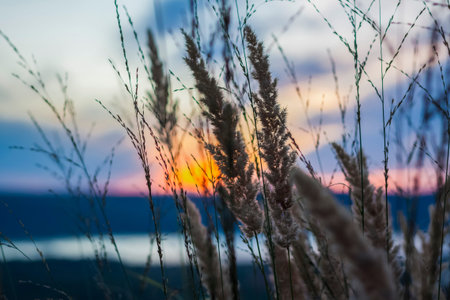 Summer abstract nature background with grass in the meadow and sunset sky behind. natural landscape....