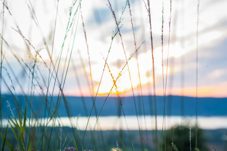 Summer abstract nature background with grass in the meadow and sunset sky behind. natural landscape. Macro photography of blades of grass. landscape during sunset.の写真素材