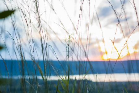 Summer abstract nature background with grass in the meadow and sunset sky behind. natural landscape....