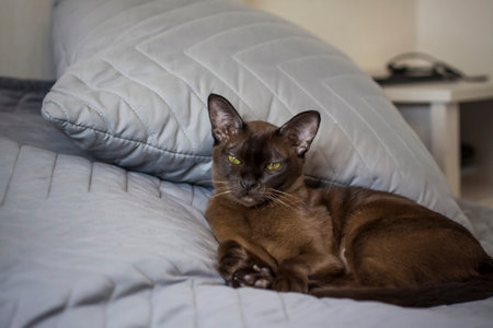 Close-up of a Burmese cat at home. Portrait of a young beautiful brown cat. Animals at home.の写真素材