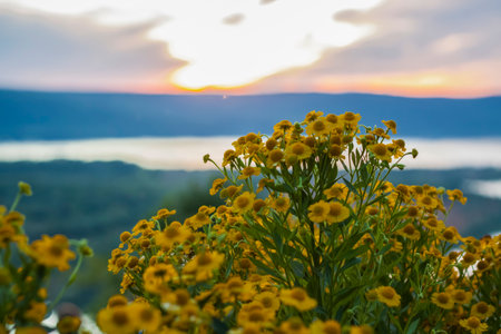 Wild bright flowers on the background of a beautiful sunset. natural landscape. blue sky and yellow sunlight. landscape during sunset.の写真素材