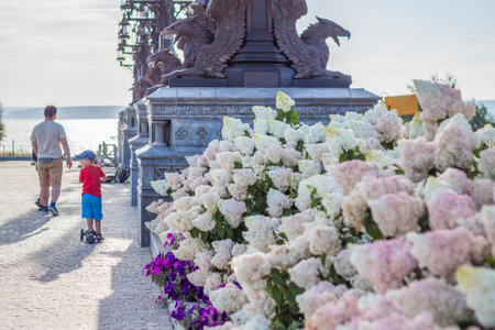 Hydrangea in the garden in a flowerbed under the open sky. Lush delightful huge inflorescence of white and pink hydrangeas in the garden.の写真素材