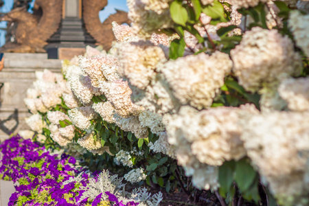 Hydrangea in the garden in a flowerbed under the open sky. Lush delightful huge inflorescence of white and pink hydrangeas in the garden.の写真素材