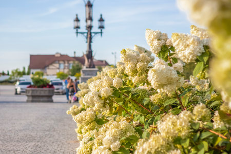 Hydrangea in the garden in a flowerbed under the open sky. Lush delightful huge inflorescence of white and pink hydrangeas in the garden.の写真素材