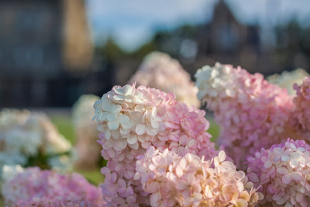 Hydrangea in the garden in a flowerbed under the open sky. Lush delightful huge inflorescence of white and pink hydrangeas in the garden.の写真素材