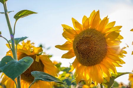 A beautiful sunflower on a natural background in the rays of the setting sun. selective focus. high quality photosの写真素材