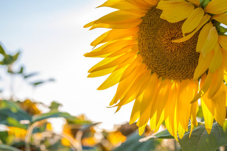 A beautiful sunflower on a natural background in the rays of the setting sun. selective focus. high quality photosの写真素材