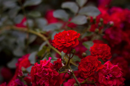 Beautiful red roses grow on the flower bed. The photo was taken in the evening light.