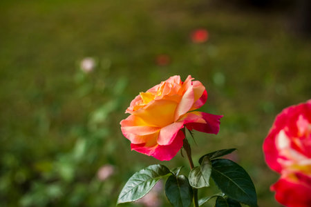 Beautiful and roses grow in a flower bed bright in the park. Take a walk in the park on a summer day and look at the beautiful flowers. Selective focus, floral wallpaper. Summer, heat, parkの写真素材