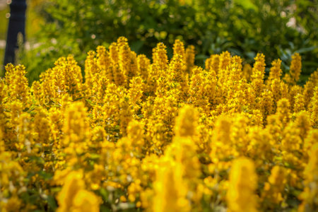 Beautiful and bright flowers grow in a flower bed in the park. Take a walk in the park on a summer day and look at the beautiful flowers. Selective focus, floral wallpaper. Summer, heat, parkの写真素材