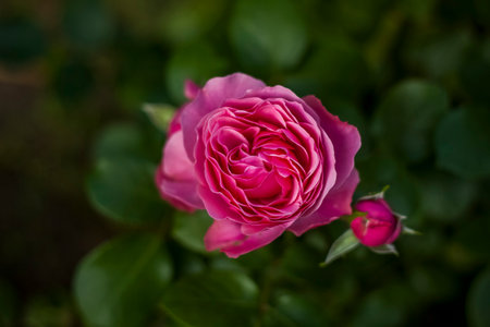 Beautiful and roses grow in a flower bed bright in the park. Take a walk in the park on a summer day and look at the beautiful flowers. Selective focus, floral wallpaper. Summer, heat, parkの写真素材