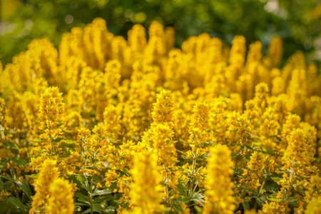 Beautiful and bright flowers grow in a flower bed in the park. Take a walk in the park on a summer day and look at the beautiful flowers. Selective focus, floral wallpaper. Summer, heat, parkの写真素材