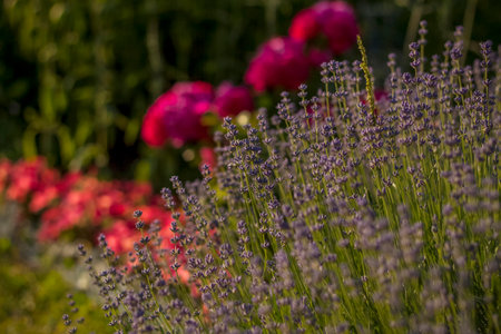 Beautiful and bright flowers grow in a flower bed in the park. Take a walk in the park on a summer day and look at the beautiful flowers. Selective focus, floral wallpaper. Summer, heat, parkの写真素材