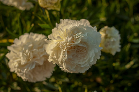 Beautiful and bright peonies grow in a flower bed in the park. Take a walk in the park on a summer day and look at the beautiful flowers. Selective focus, floral wallpaper. Summer, heat, parkの写真素材