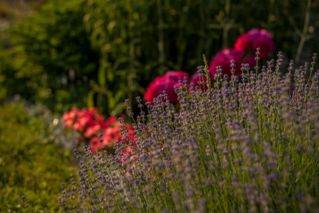 Beautiful and bright flowers grow in a flower bed in the park. Take a walk in the park on a summer day and look at the beautiful flowers. Selective focus, floral wallpaper. Summer, heat, parkの写真素材