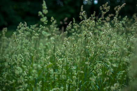 Fluffy ears grow on a flower bed in the park. Take a walk in the park on a summer day and look at...