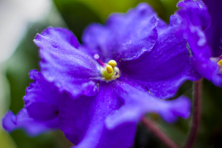 Beautiful violet flower in close-up macro. Violet flower on the background of blurring nature. macro photography. selective focus.の写真素材