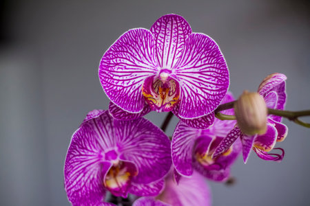 A beautiful tiger orchid flower in a blurry background on a window indoors at home. A flower of a bright orchid on a blur background. selective focus. natureの写真素材