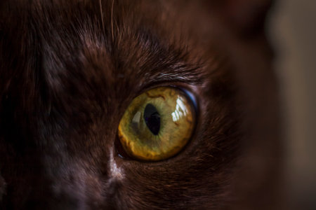 Cat's eye close-up. The cat is watching. Macro photography "Cat's eye". Beautiful view of the cat. selective focus.の写真素材
