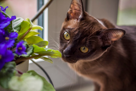 Burmese cat close-up at home. Portrait of a young beautiful brown cat. Animals at home.の写真素材