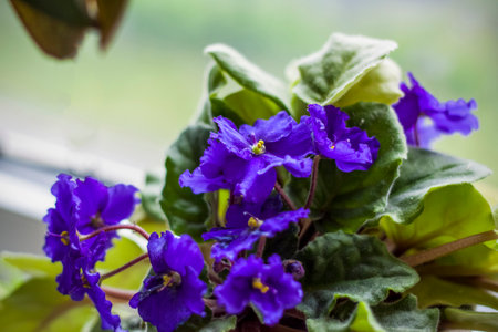 A beautiful violet flower in a blurry background on a window indoors at home. Violet flower on the background of blurring nature. selective focus.の写真素材
