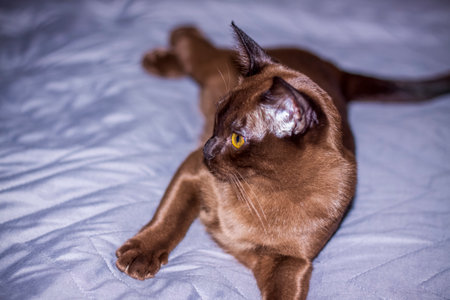 Burmese cat close-up at home. Portrait of a young beautiful brown cat. Animals at home.の写真素材