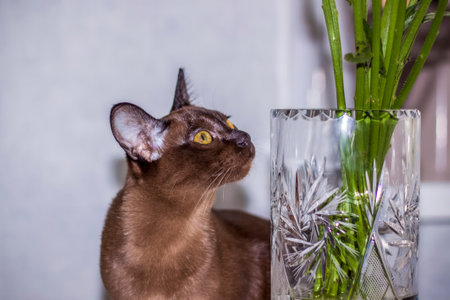 Burmese cat close-up at home. Portrait of a young beautiful brown cat. Animals at home.の写真素材
