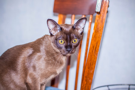 Burmese cat close-up at home. Portrait of a young beautiful brown cat. Animals at home.の写真素材