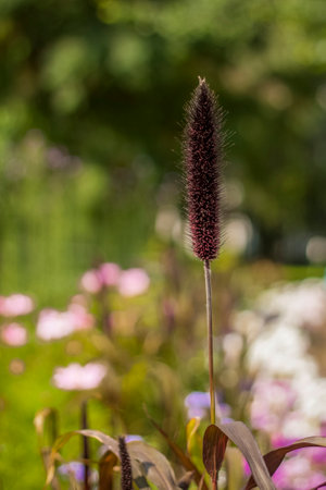 Fluffy ears grow on a flower bed in the park. Take a walk in the park on a summer day and look at the beautiful plants. Selective focus, floral wallpaper. Summer, heat, parkの写真素材