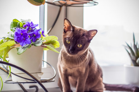 Burmese cat close-up at home. Portrait of a young beautiful brown cat. Animals at home.の写真素材