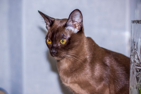 Burmese cat close-up at home. Portrait of a young beautiful brown cat. Animals at home.の写真素材