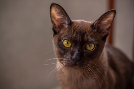 Burmese cat close-up at home. Portrait of a young beautiful brown cat. Animals at home.の写真素材